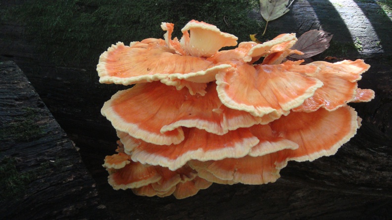 Chicken of the Woods (Laetiporus cincinatus), Prospect Park, Brooklyn, New York, NY, USA 2012-10-05